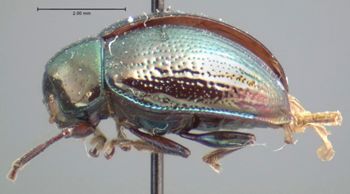 Media type: image; Entomology 17312   Aspect: habitus lateral view
